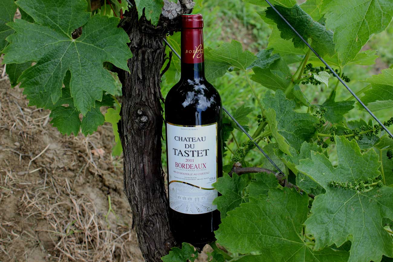 Vins Rouges Bordeaux Gauvin Vignes