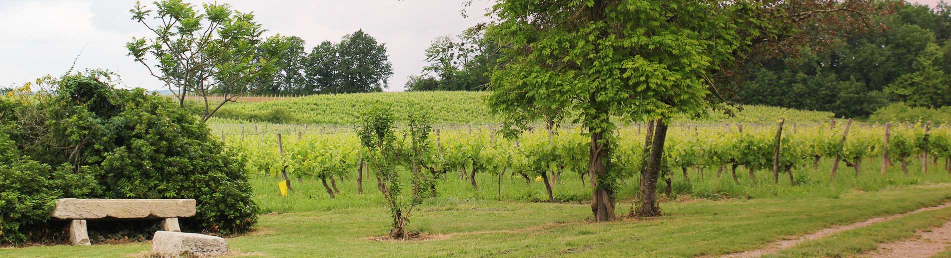 Vue Vignoble Bordeaux Ete